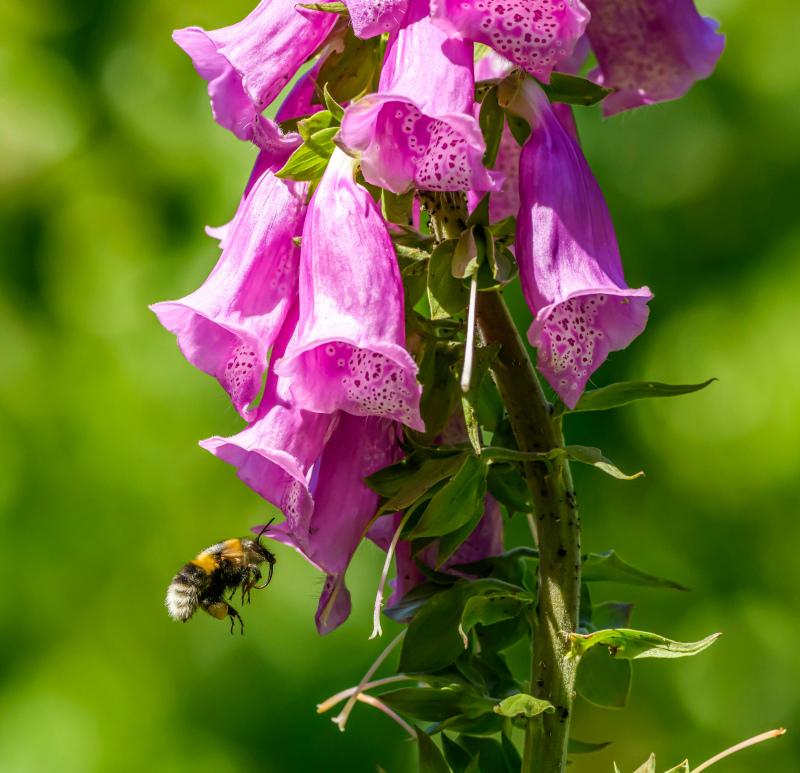 nature scene picture blooming Foxglove honeybee closeup 