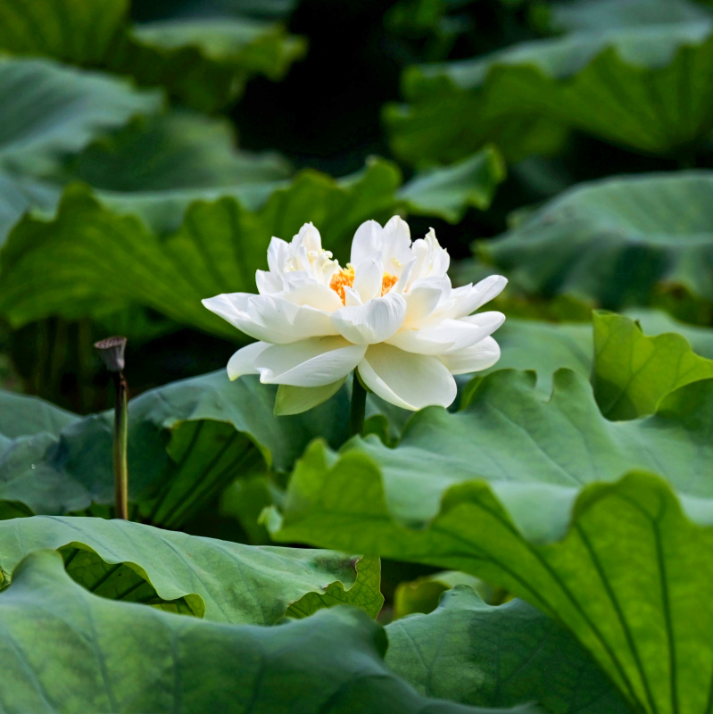 nature scene picture blooming lotus leaves elegance
