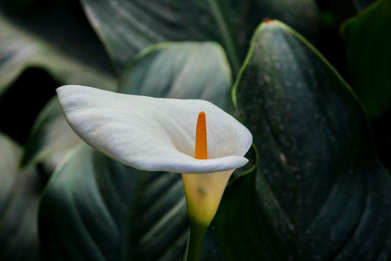 nature scene picture contrast arum lily flower leaves scene 