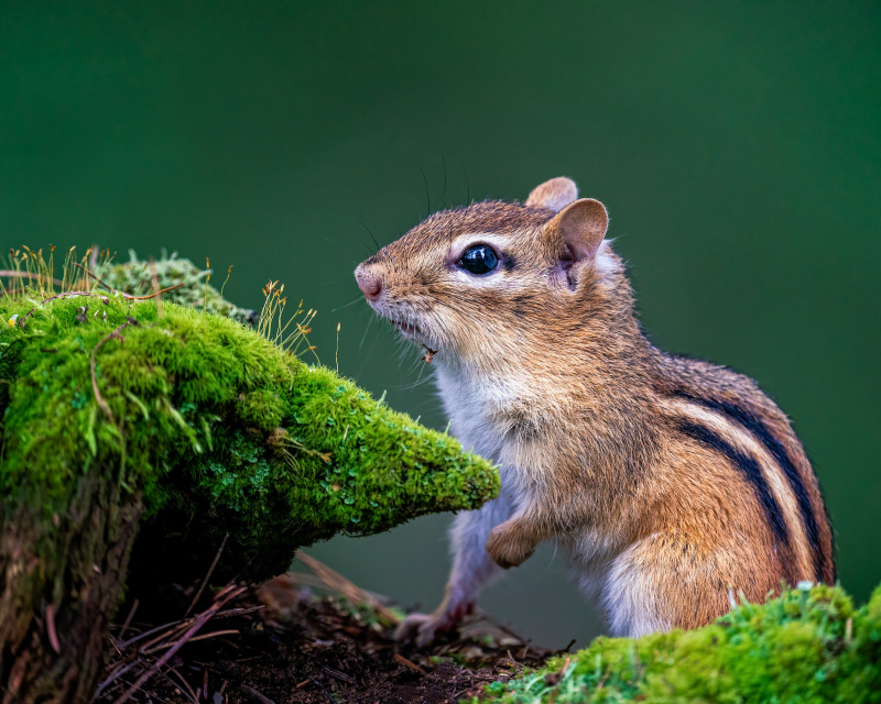 nature scene picture cute closeup squirrel 