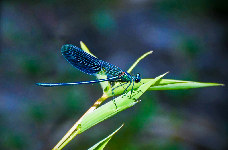 nature scene picture dragonfly perching closeup 