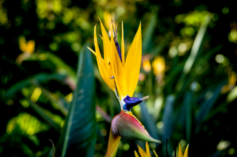 nature scene picture elegant blurred bird of paradise flower closeup