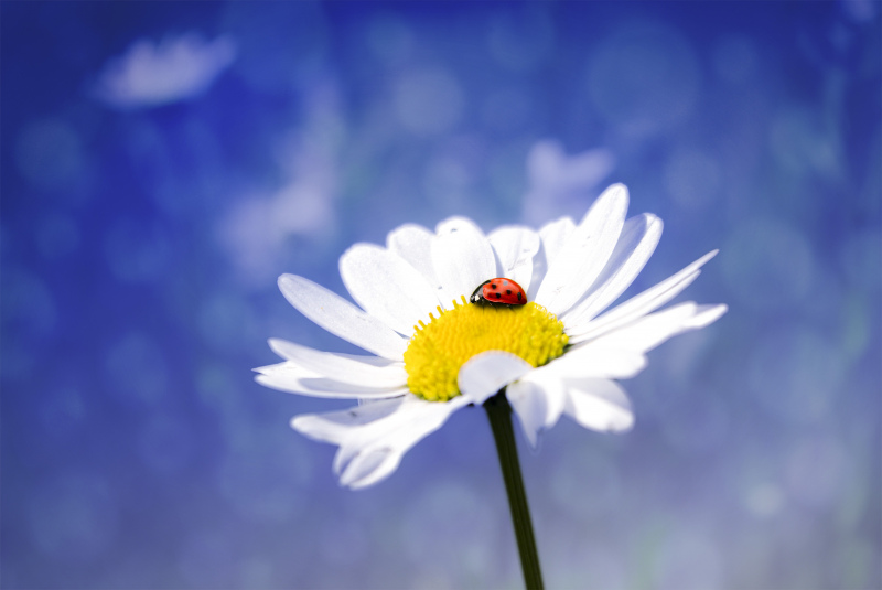 nature scene picture flower ladybug closeup 