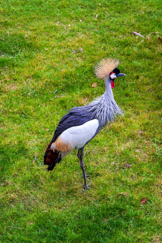 nature scene picture grey crowned crane meadow realistic 