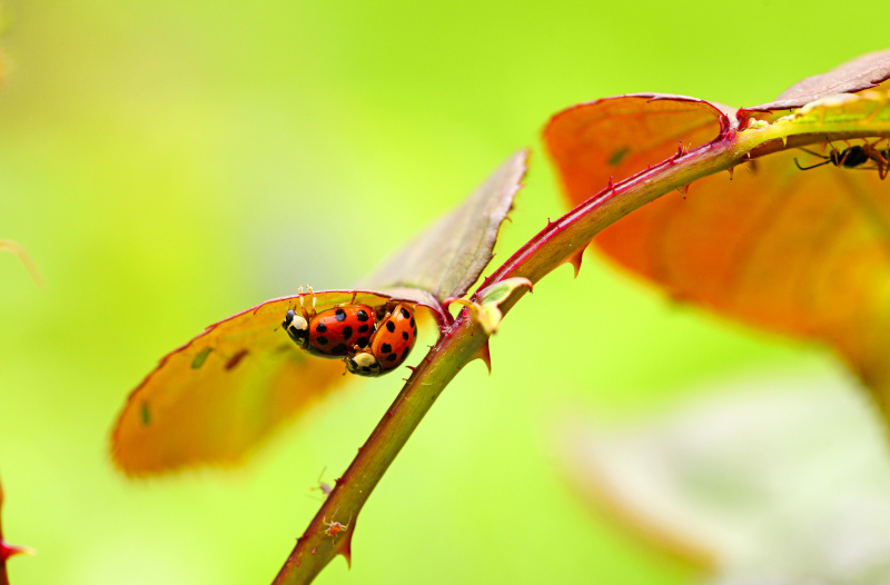 nature scene picture harlequin ladybug leaf closeup 
