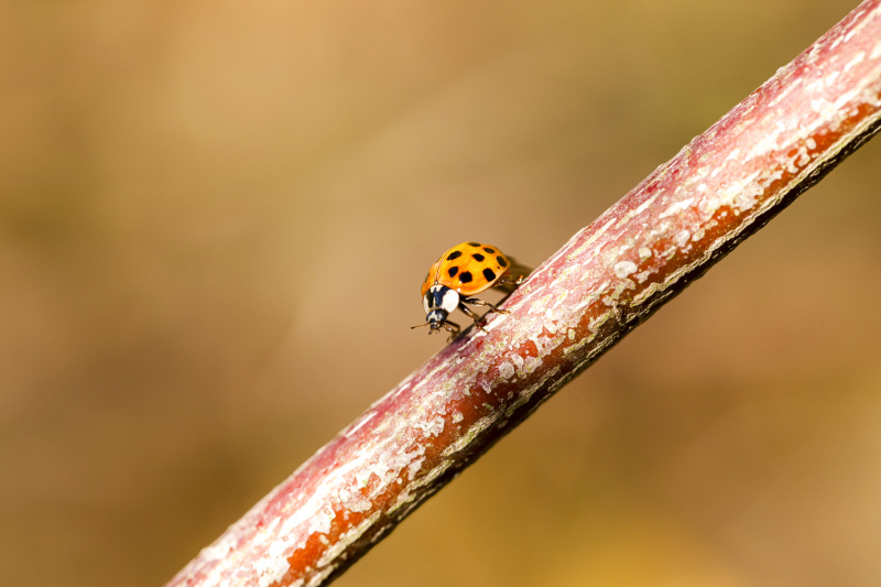 nature scene picture ladybug branch closeup