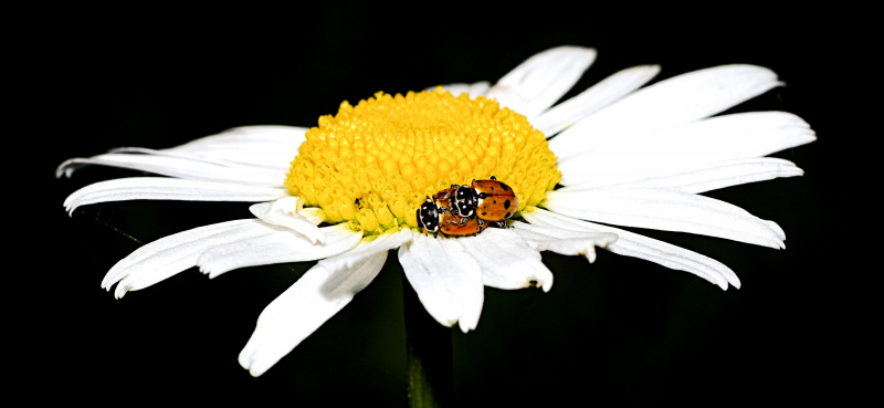 nature scene picture ladybug daisy petal closeup