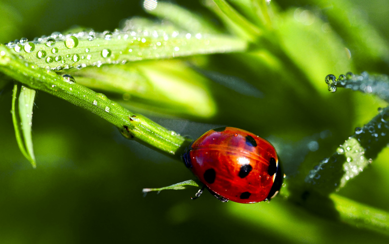 nature scene picture ladybug dew leaf 