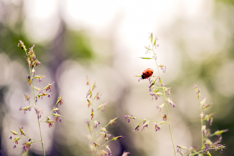 nature scene picture ladybug flowers bokeh