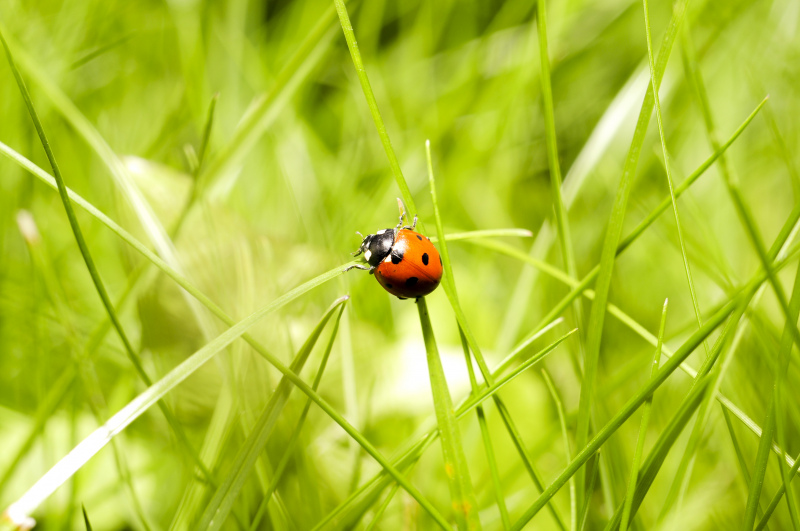 nature scene picture ladybug meadow closeup 