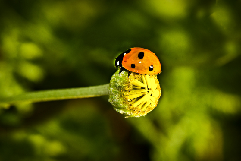 nature scene picture ladybug perching bud closeup