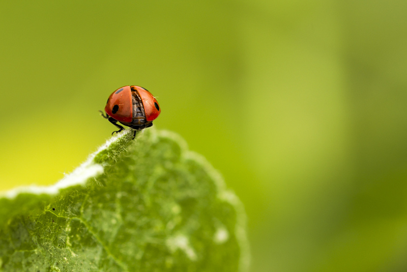 nature scene picture ladybug perching leaf closeup