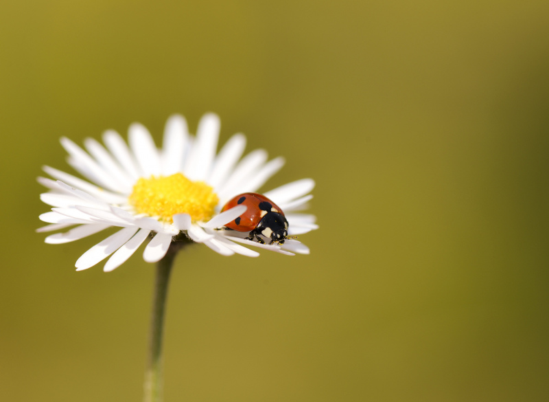 nature scene picture ladybug petal closeup