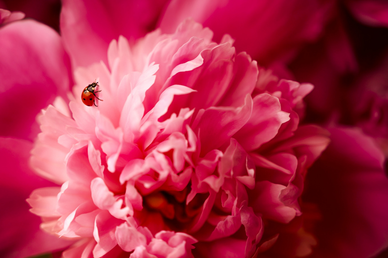 nature scene picture peony petal ladybug closeup