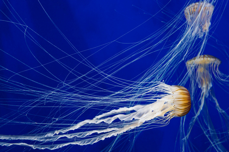 nature scene picture swimming jellyfish species 