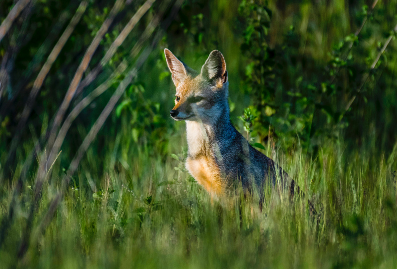 nature scene picture wild fox meadow