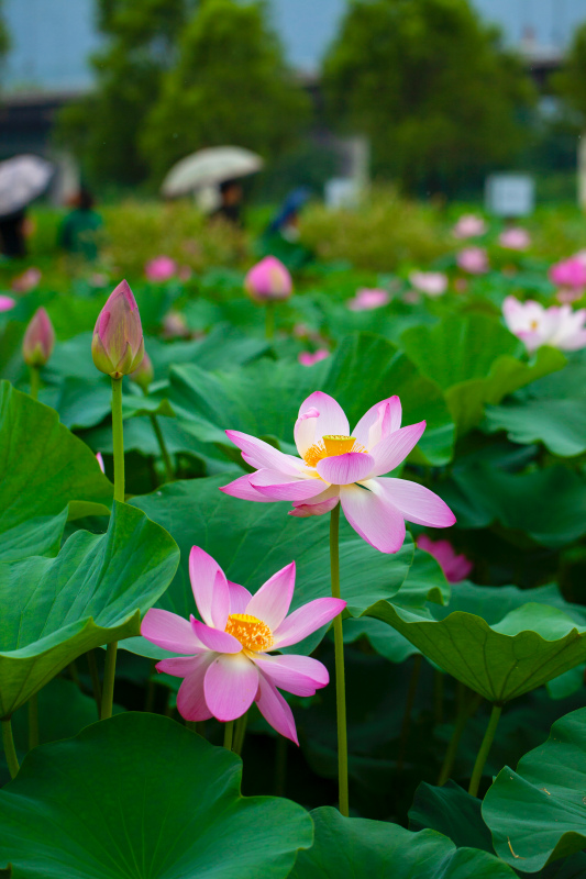 nature scenery picture blooming lotus pond 