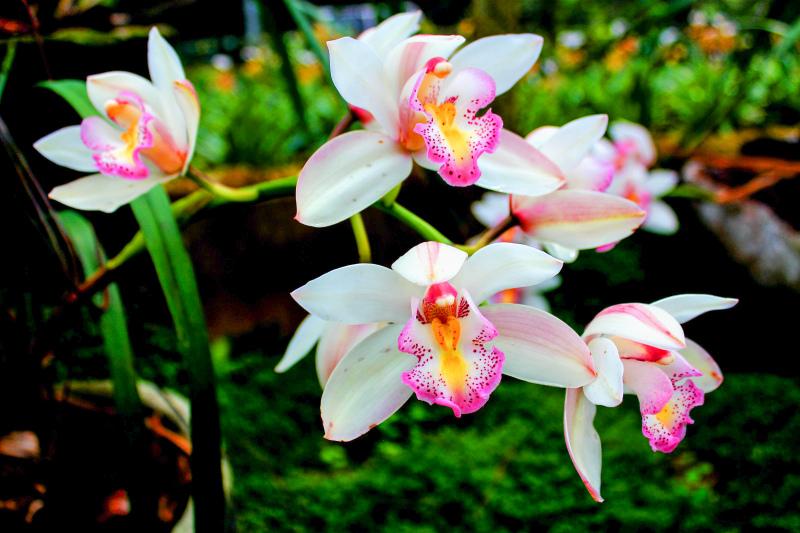 nature scenery picture contrast blooming Orchid flowers scene 