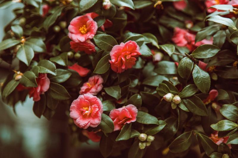 nature scenery picture elegant contrast camellia blossom 