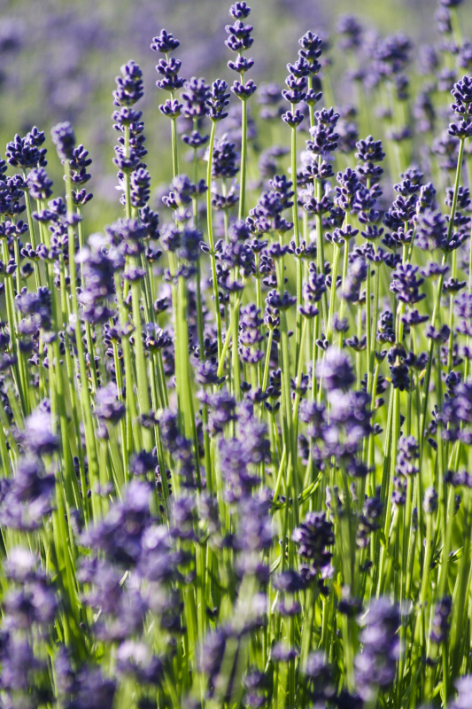 nature scenery picture elegant lavender field closeup 