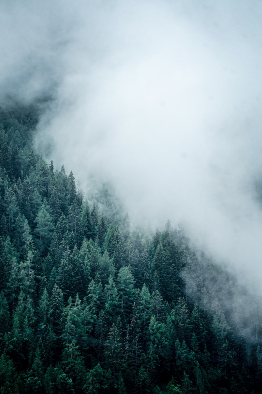nature scenery picture foggy forest 