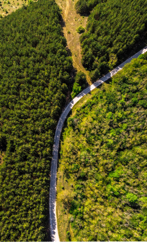 nature scenery picture forest curvy road high view