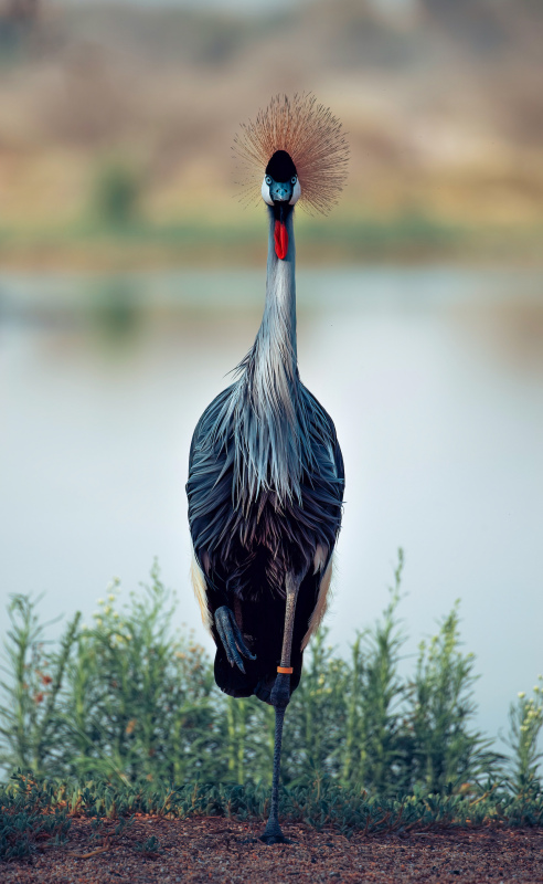 nature scenery picture standing grey crowned crane realistic 