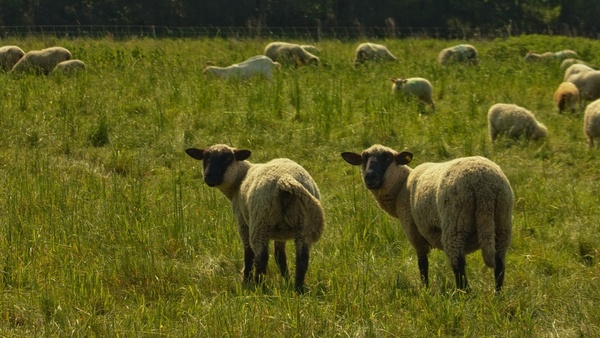 nature sheep pasture
