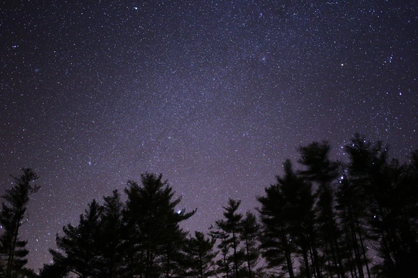 nature stars sky trees night
