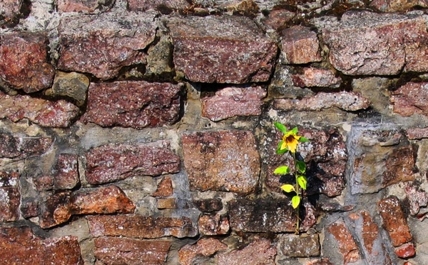 nature sun flower wall