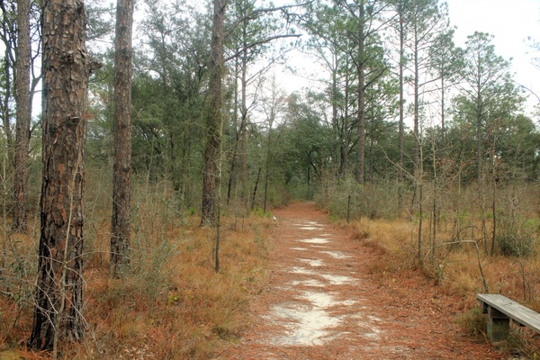 nature trail and landscape at reed bingham state park georgia 
