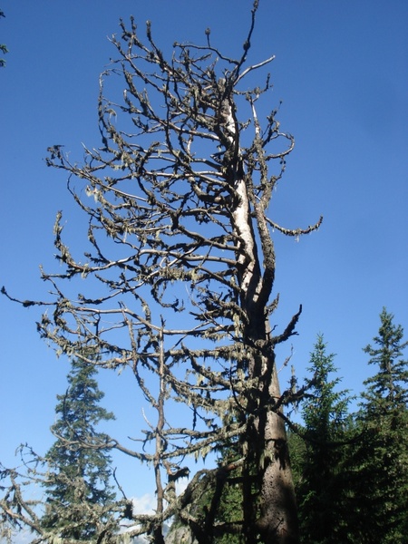 nature tree scrawny tree