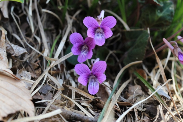 nature wild flower violet