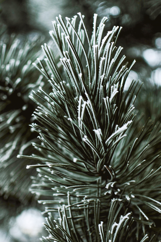 nature winter picture contrast frozen tree closeup 