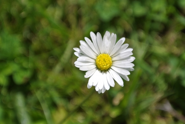 natureza flowers vegeta 