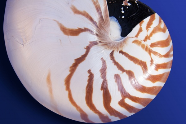 nautilus cephalopods sea