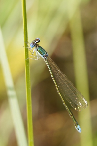 nehalennia speciosa insect dragonfly