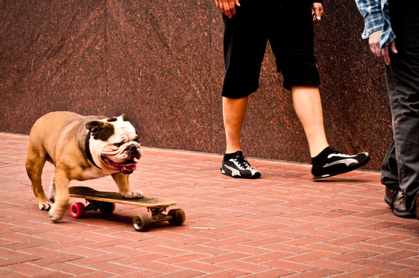 nelson skateboarding dog
