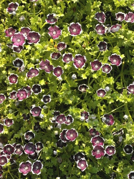nemophila penny black spring flowers 