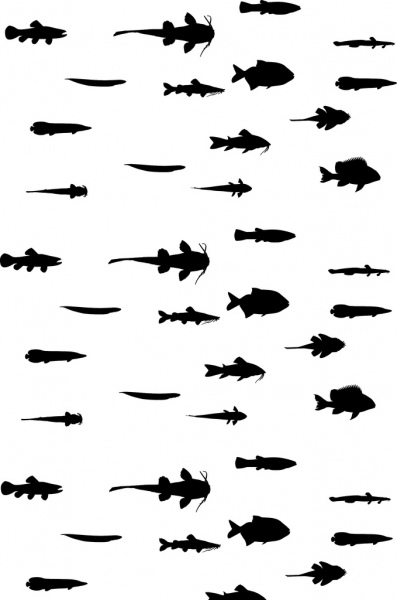 neotropical fishes