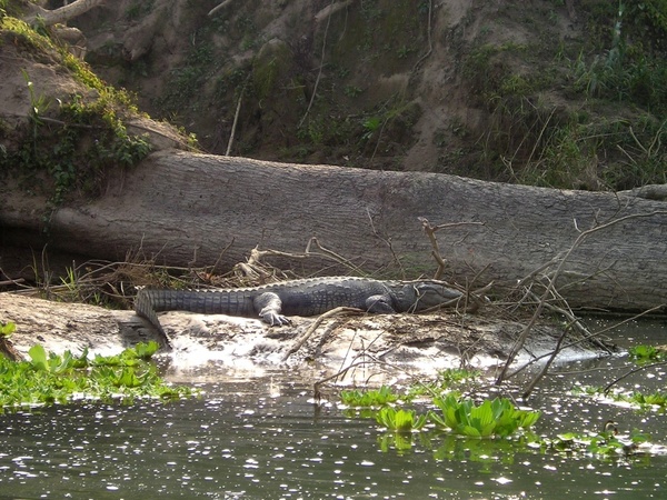 nepal aligator chitwan