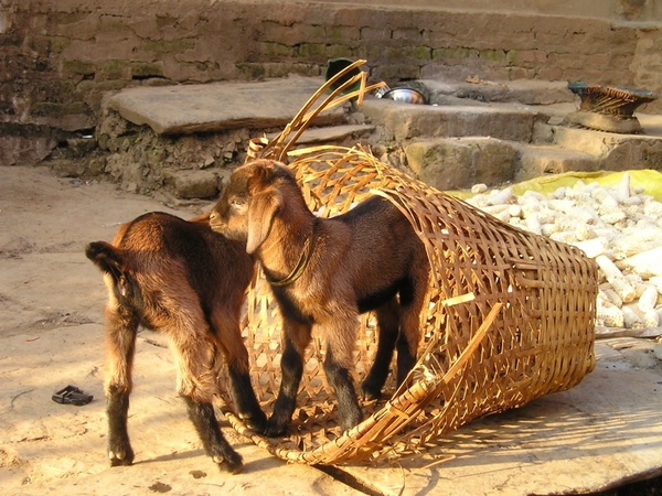 nepal goats small