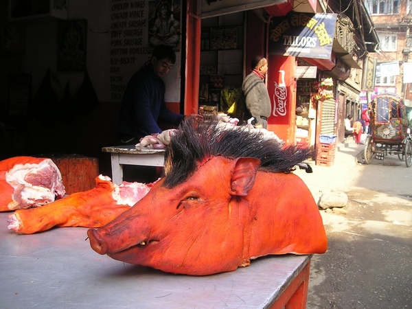 nepal pig head