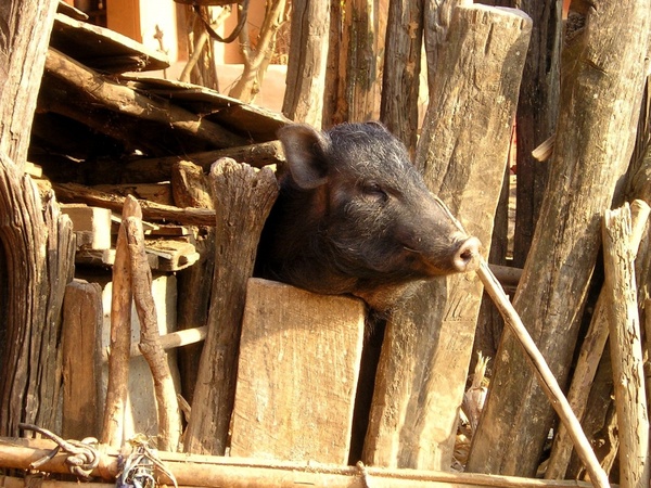 nepal pig piglet