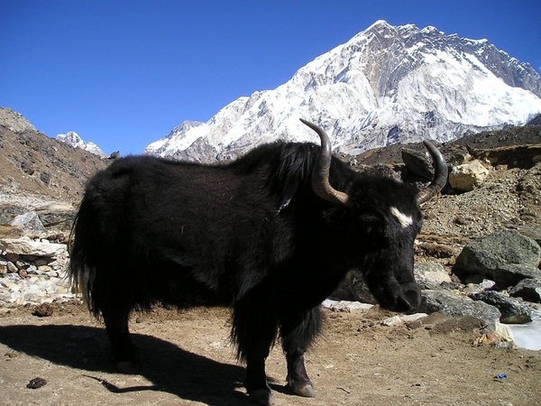 nepal yak tibetan 