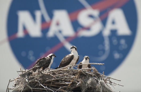 nest birds osprey