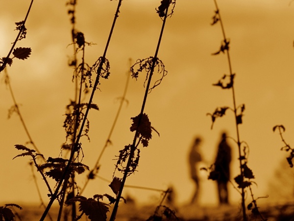 nettles plants sunset 