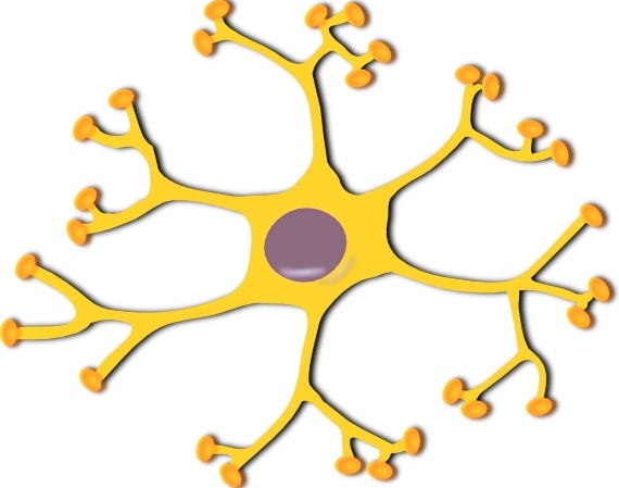 Neuron Interneuron clip art