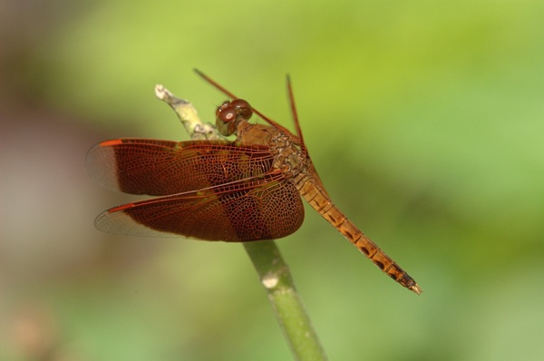 neurothemis dragonfly insect
