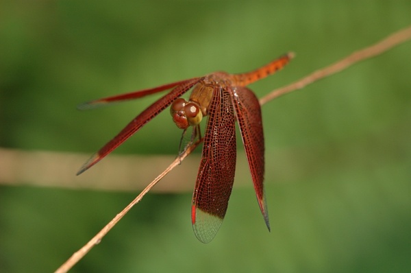 neurothemis dragonfly insect